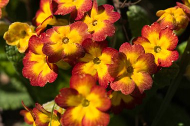 Doğal bir arka plan bahar üzerinde güzel kırmızı primulas