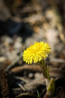 Doğal bir arka plan bahar üzerinde güzel sarı coltsfoots