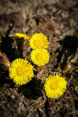 Doğal bir arka plan bahar üzerinde güzel sarı coltsfoots