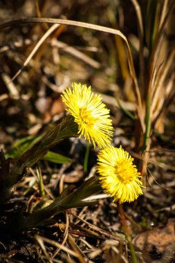 Doğal bir arka plan bahar üzerinde güzel sarı coltsfoots