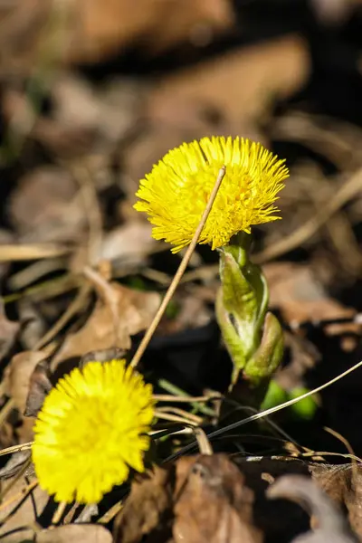 在春天中的自然背景上的美丽黄色 coltsfoots — 图库照片