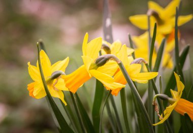 Doğal bir arka plan bahar üzerinde güzel nergis