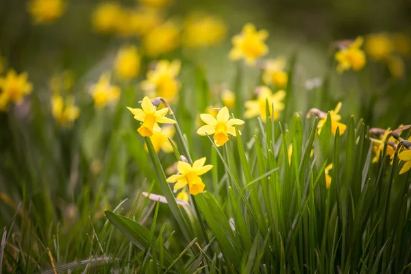 Bellissimi narcisi su uno sfondo naturale in primavera — Foto Stock