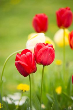 Doğal bir arka plan bahar üzerinde güzel Lale