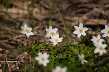 Doğal bir arka plan bahar üzerinde güzel beyaz hepaticas