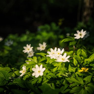 Doğal bir arka plan bahar üzerinde güzel beyaz hepaticas