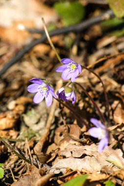 Doğal bir arka plan bahar üzerinde güzel ortak hepaticas