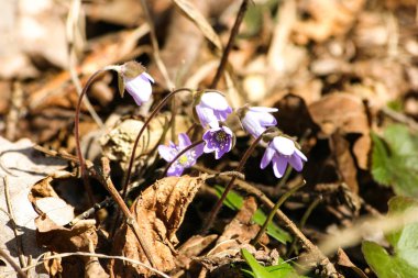 Doğal bir arka plan bahar üzerinde güzel ortak hepaticas