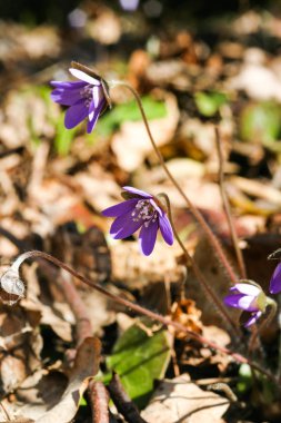Doğal bir arka plan bahar üzerinde güzel ortak hepaticas