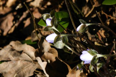 Doğal bir arka plan bahar üzerinde güzel ortak hepaticas