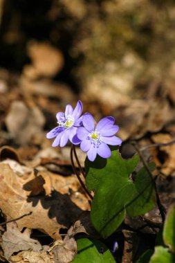 Doğal bir arka plan bahar üzerinde güzel ortak hepaticas