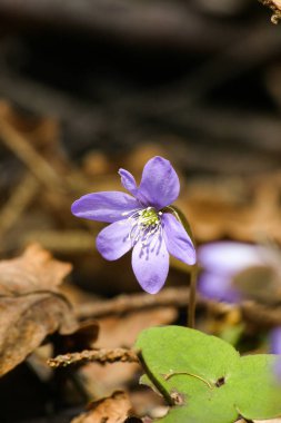 Doğal bir arka plan bahar üzerinde güzel ortak hepaticas