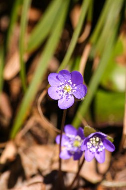 Doğal bir arka plan bahar üzerinde güzel ortak hepaticas