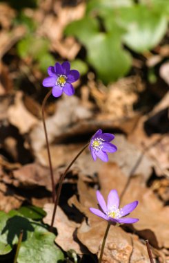 Doğal bir arka plan bahar üzerinde güzel ortak hepaticas