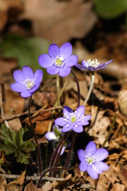 Doğal bir arka plan bahar üzerinde güzel ortak hepaticas