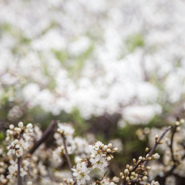 Güzel doğal bir arka plan bahar beyaz kiraz çiçekleri