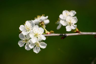 Güzel doğal bir arka plan bahar beyaz kiraz çiçekleri