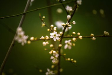 Güzel doğal bir arka plan bahar beyaz kiraz çiçekleri
