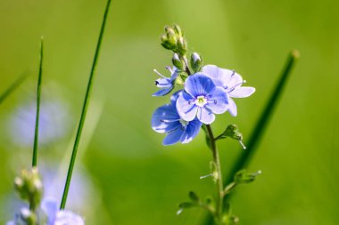 Güzel küçük mavi çiçekler ilkbaharda çim