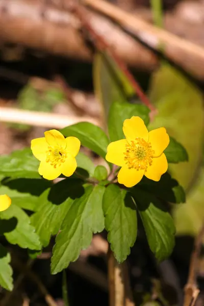 Красивые желтые печени на естественном фоне весной — стоковое фото