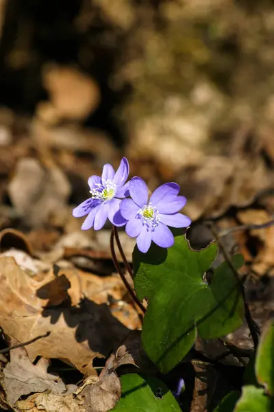 Doğal bir arka plan bahar üzerinde güzel ortak hepaticas