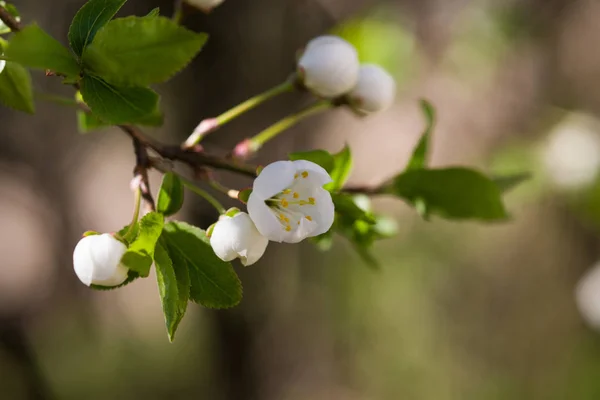 春の自然の背景に白桜 — ストック写真