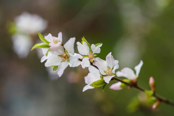 Vackra vita körsbärsblommor på en naturlig bakgrund under våren — Stockfoto