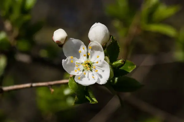 Весной на естественном фоне расцветает красивая белая вишня — стоковое фото