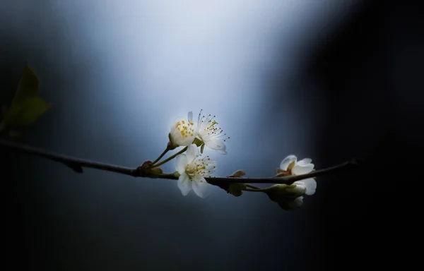 Schöne weiße Kirschblüten auf einem natürlichen Hintergrund im Frühling — Stockfoto