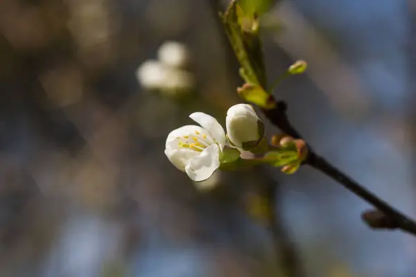 Piękne białe wiśniowe kwiaty na naturalne podłoże wiosną — Zdjęcie stockowe