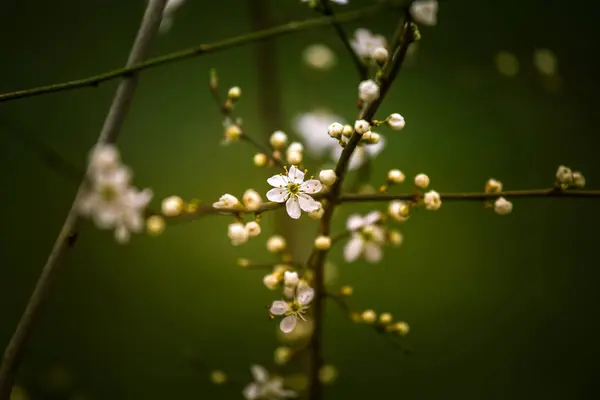 Hermosas flores de cerezo blanco sobre un fondo natural en primavera — Foto de Stock