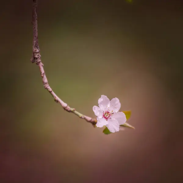 Hermosas flores de cerezo blanco sobre un fondo natural en primavera — Foto de Stock