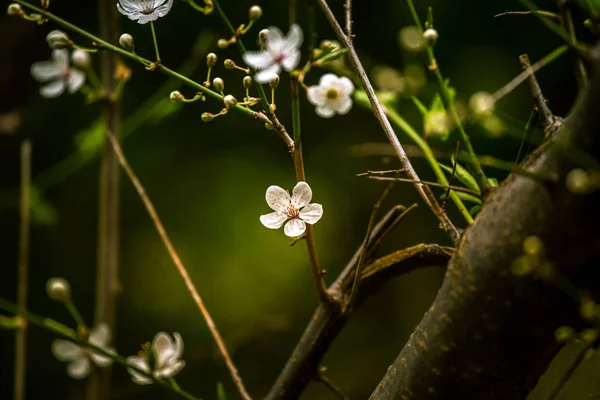 Όμορφα λευκά άνθη της κερασιάς σε φυσικό φόντο άνοιξη — Φωτογραφία Αρχείου