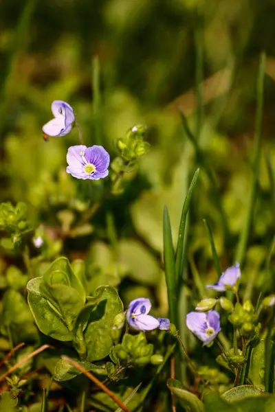 Bellissimi piccoli fiori blu nell'erba in primavera — Foto Stock