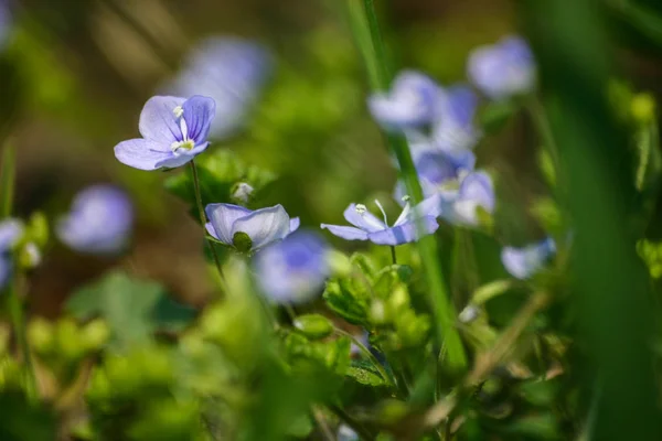 Bellissimi piccoli fiori blu nell'erba in primavera — Foto Stock