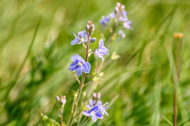 Güzel küçük mavi çiçekler ilkbaharda çim
