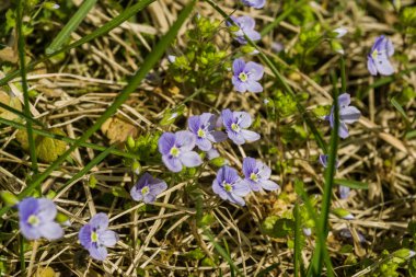 Güzel küçük mavi çiçekler ilkbaharda çim