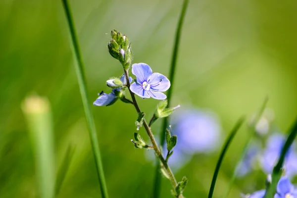 Beautiful small blue flowers in the grass in spring — Stock Photo, Image