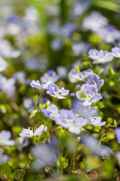 Bellissimi piccoli fiori blu nell'erba in primavera — Foto Stock