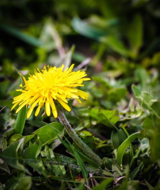Yaz aylarında doğal bir arka plan üzerinde güzel karahindiba