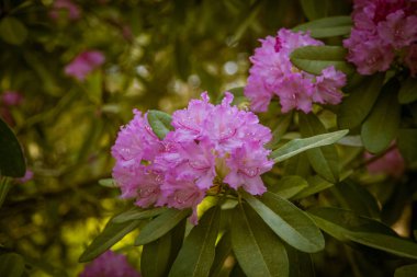 Doğal bir arka plan üzerinde güzel pembe ormangülü çiçek