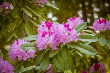 Doğal bir arka plan üzerinde güzel pembe ormangülü çiçek