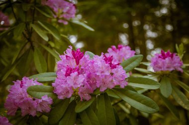 Doğal bir arka plan üzerinde güzel pembe ormangülü çiçek