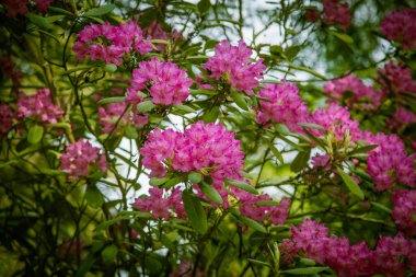 Doğal bir arka plan üzerinde güzel pembe ormangülü çiçek