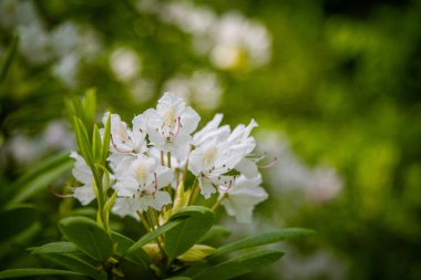 Doğal bir arka plan üzerinde güzel pembe ormangülü çiçek