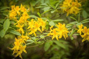 Güzel sarı ormangülü çiçek doğal bir arka plan üzerinde