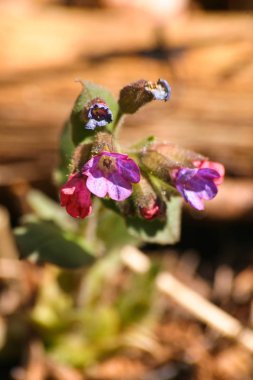 Bahar çiçekli doğal yaşam karanlık lungwort 