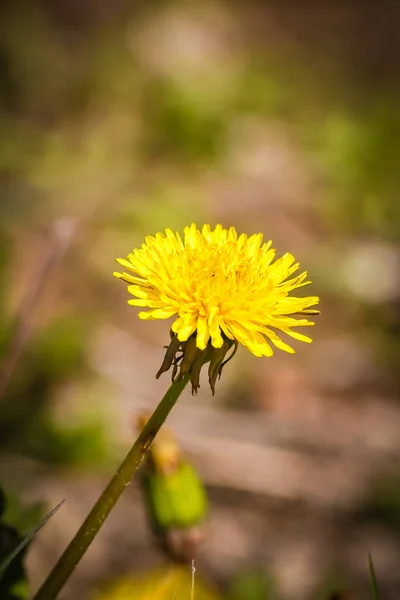 Beautiful dandelion on a natural background in summer — Stock Photo, Image