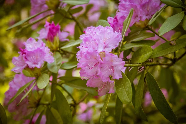 Doğal bir arka plan üzerinde güzel pembe ormangülü çiçek