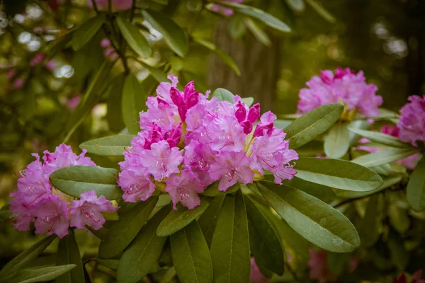 Bellissimi fiori di rododendro rosa su uno sfondo naturale — Foto Stock
